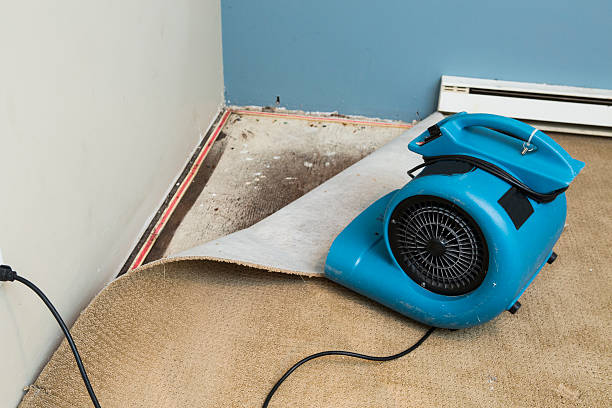 Best Water damage contractors near me  in Leland Grove, IL
